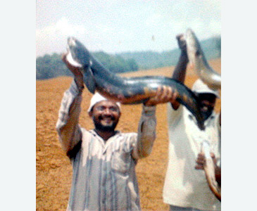 Record photograph for Channa marulius